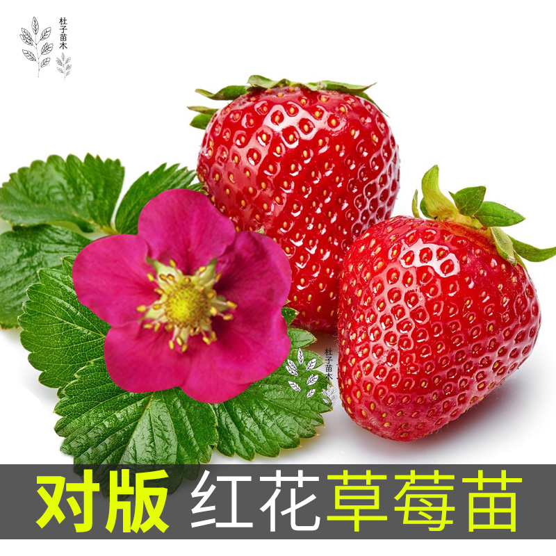水果花种植,庭院蔬菜种植