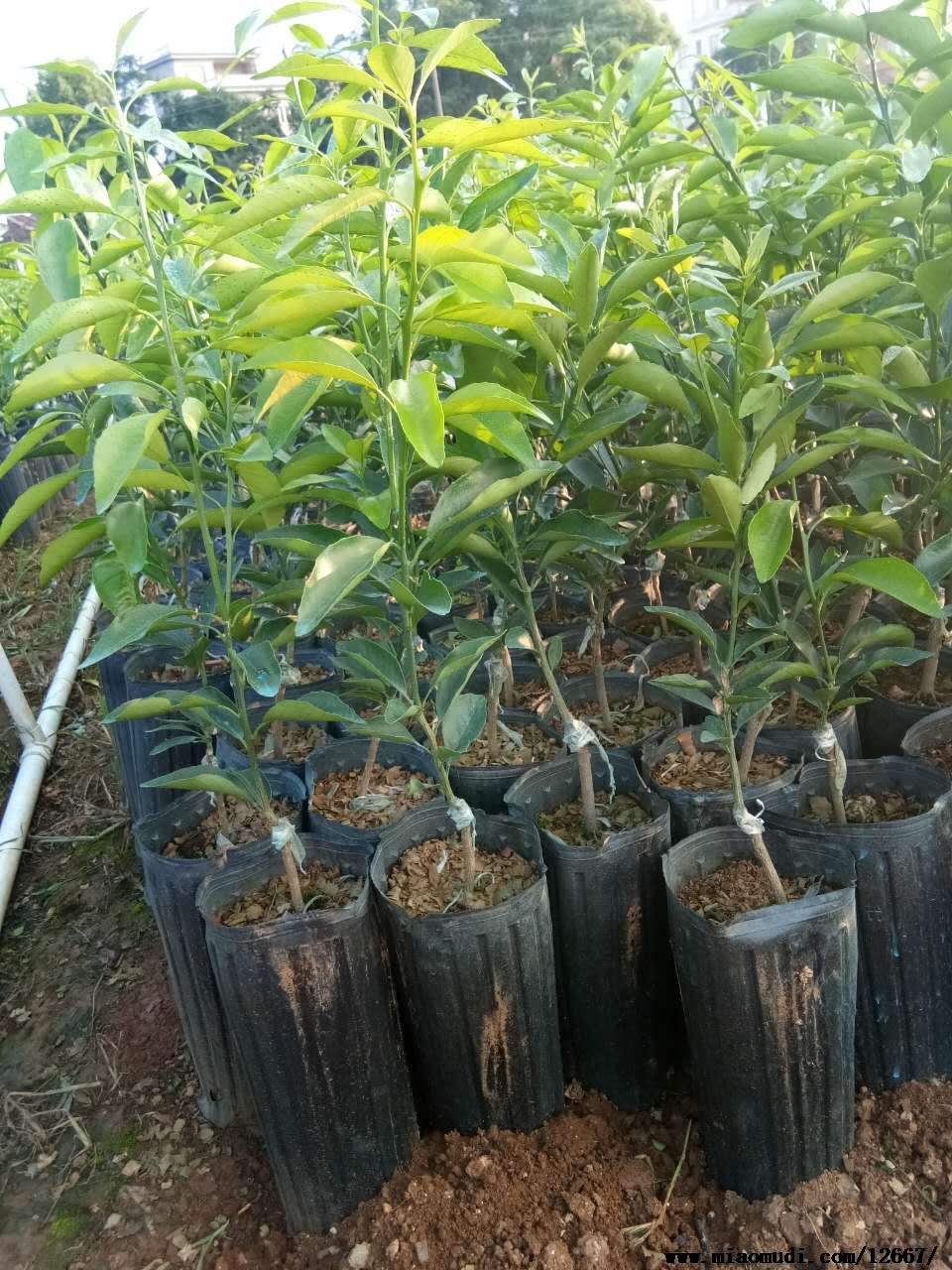 沃柑容器苗,开沃柑苗圃需要什么手续