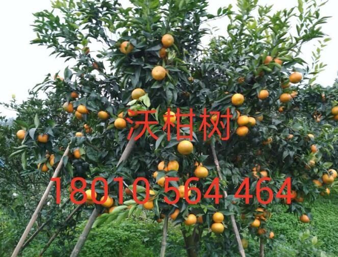 红桔树沃柑,沃柑有几个品种