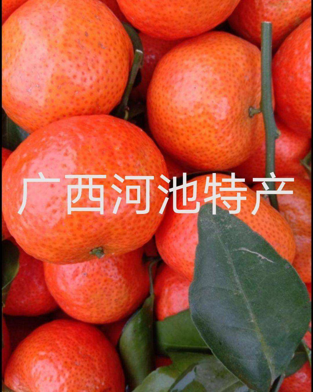 腌制砂糖橘,砂糖橘树图片大全大图