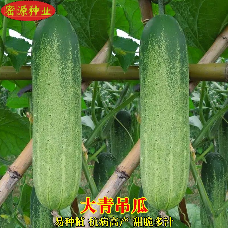 水果青瓜种植技术,水果黄瓜的种植时间