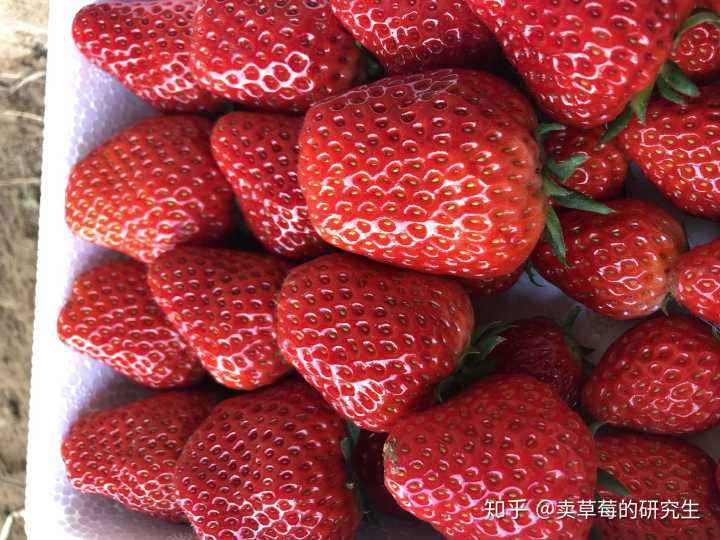 关于冬季吃的水果有哪些种类的信息