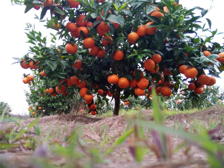 荔浦沃柑,广西桂林沃柑价格表