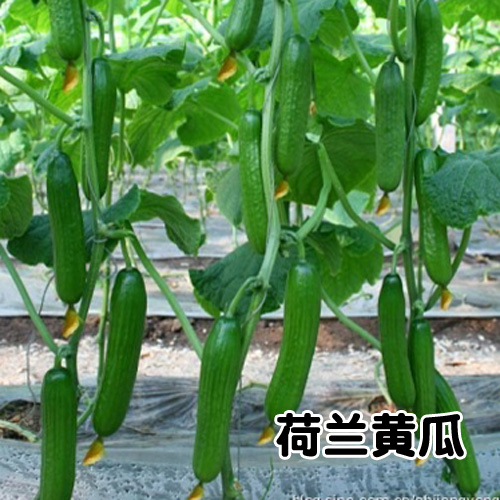 水果种子种植,100种水果种子小盆栽