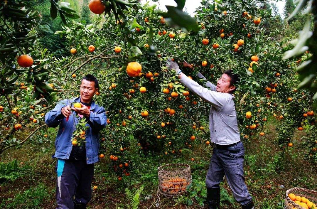 种植水果果农赚钱吗,种植水果国家有补贴吗
