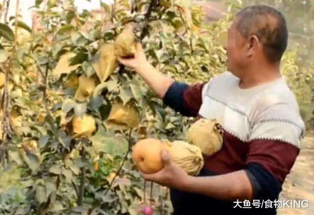 种植水果果农赚钱吗,种植水果国家有补贴吗