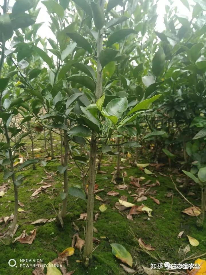 沃柑种在水田,沃柑的种植和管理方法