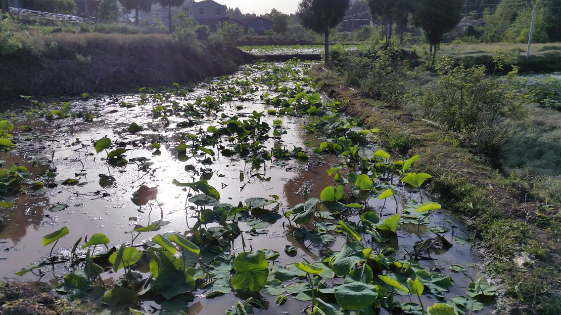 水果莲藕种植,莲藕种植技术莲藕种植方法