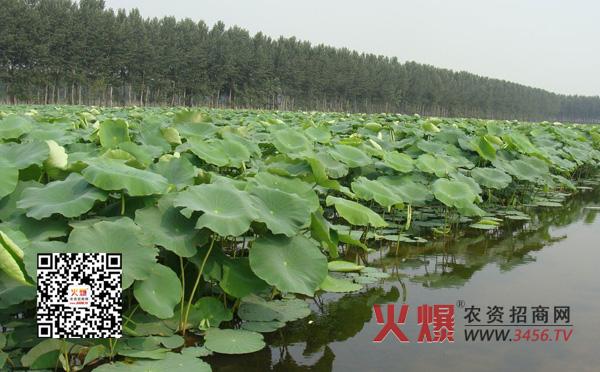 水果莲藕种植,莲藕种植技术莲藕种植方法
