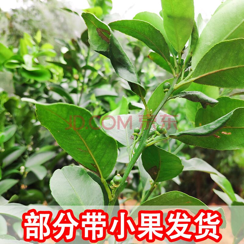 沃柑营养杯苗,沃柑和脐橙哪个营养好