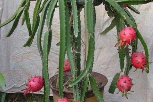 火龙果的种植方法,火龙果家庭种植方法