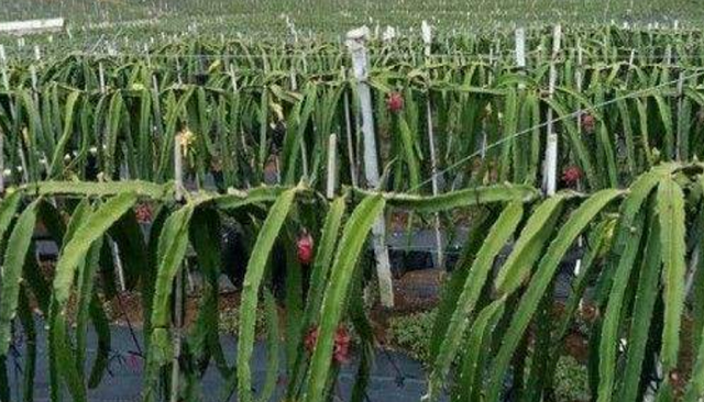 火龙果的种植方法,火龙果家庭种植方法