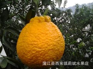 丑八怪水果好吃吗,丑八怪水果一天吃几个