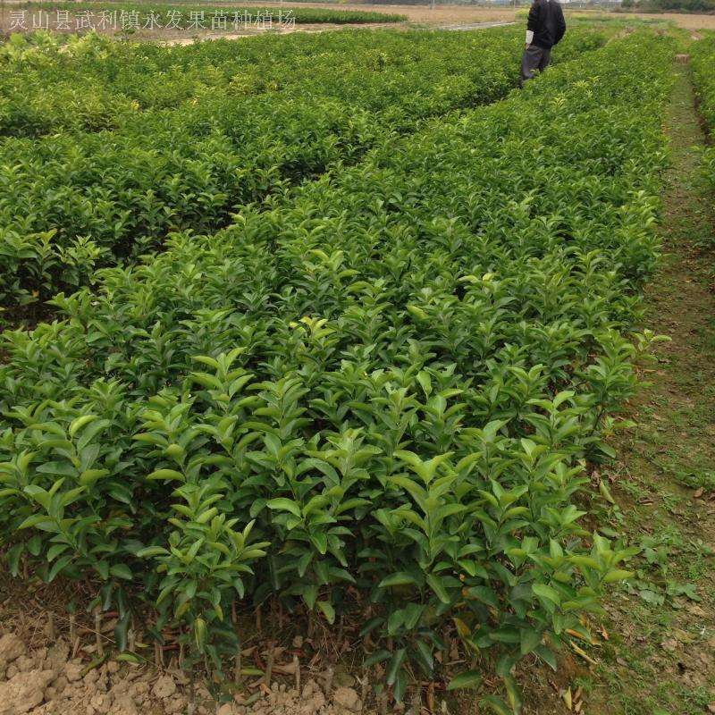 种植砂糖橘,现在种植砂糖橘有希望没