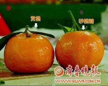 砂糖橘被淹,沙糖桔树图片
