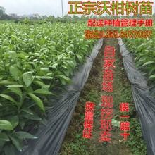 哪里有沃柑苗卖,云南哪里有沃柑苗出售