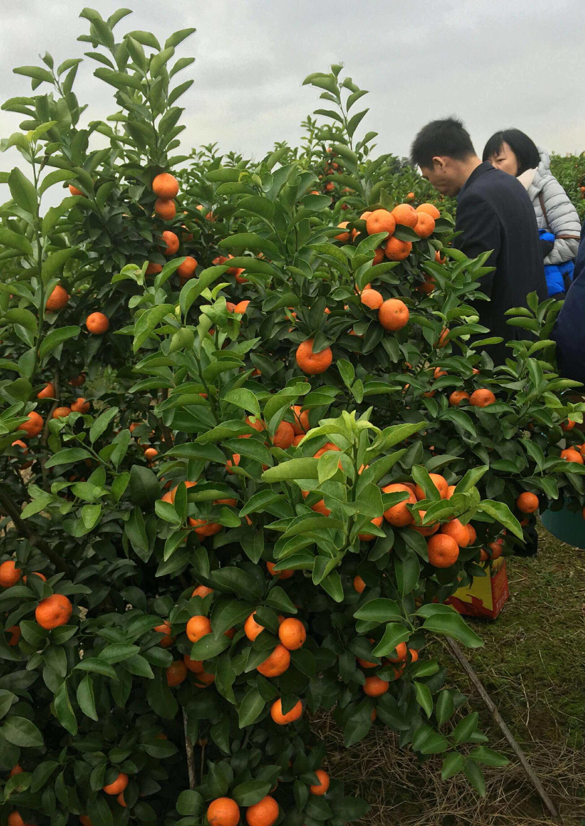 砂糖橘是寒吗,芒果是热性还是凉性