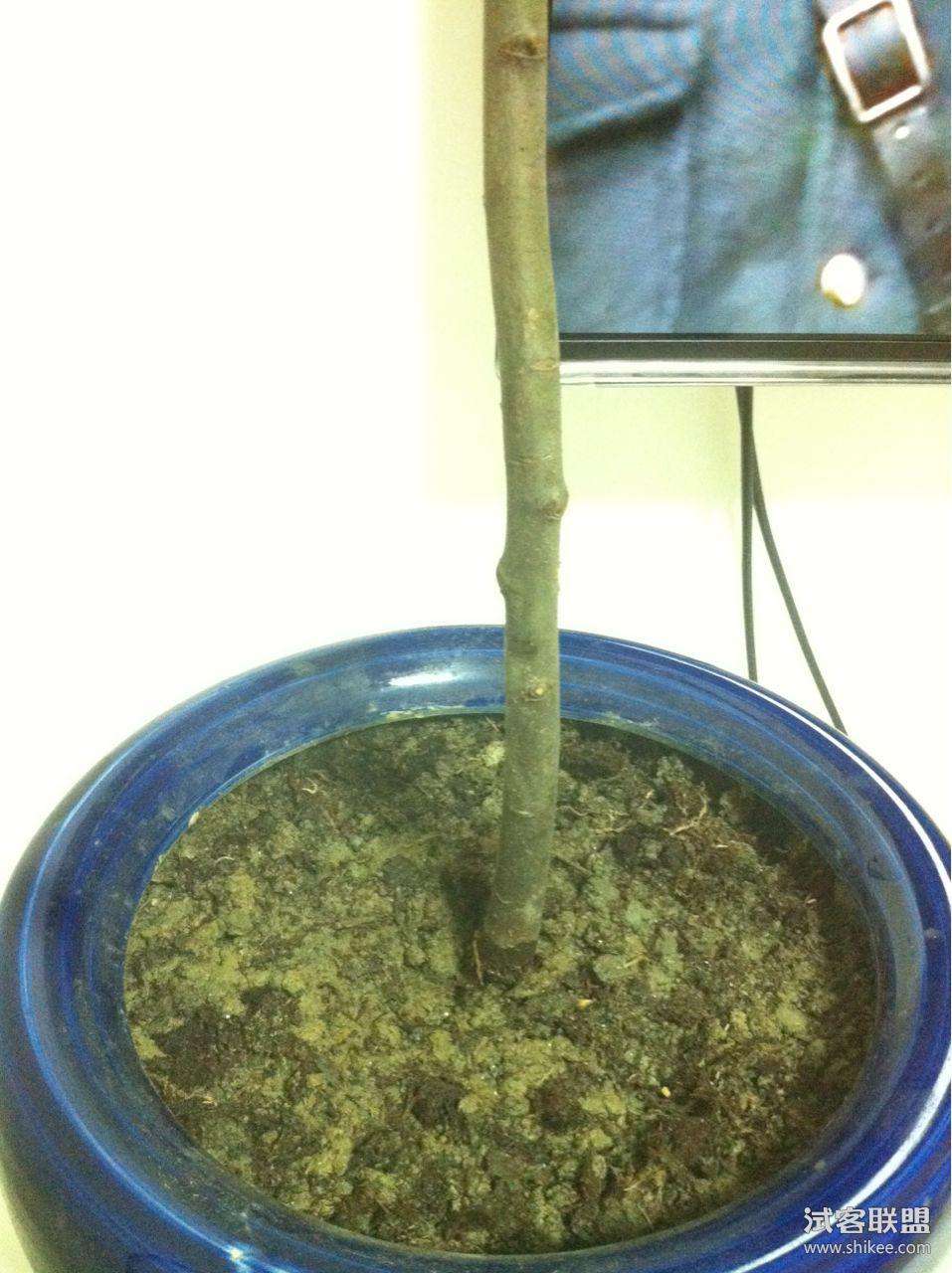 菠萝蜜的种子怎么种,菠萝蜜的种子可以吃吗
