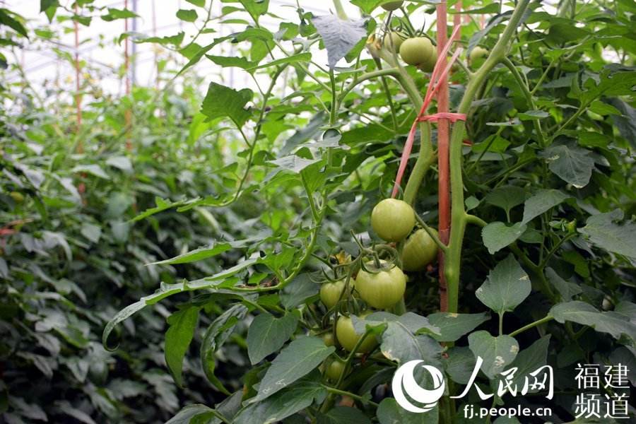 大棚水果种植技术,大棚火龙果种植技术