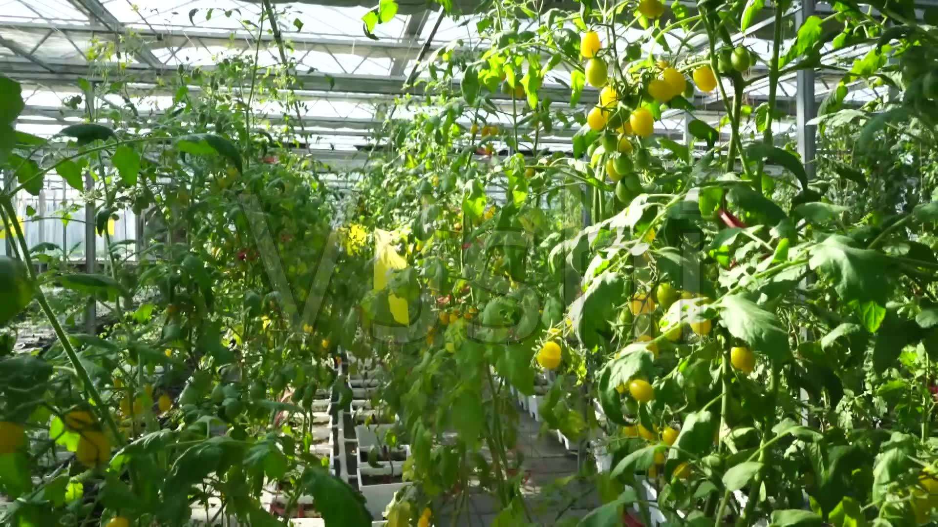 大棚水果种植技术,大棚火龙果种植技术