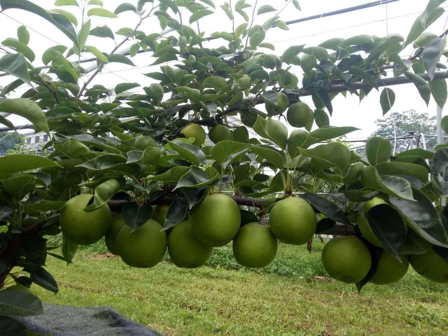 北方效益好的水果种植的简单介绍