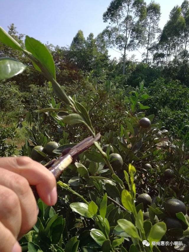 沃柑弯枝夹,嫁果时用弯刀弯沙糖桔技