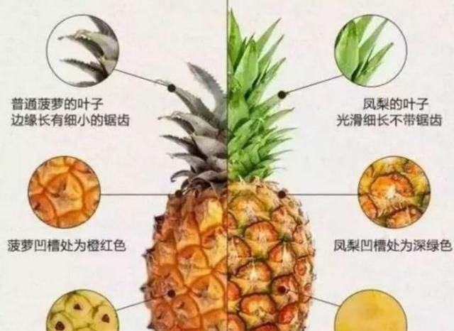 菠萝寓意,菠萝的寓意及象征