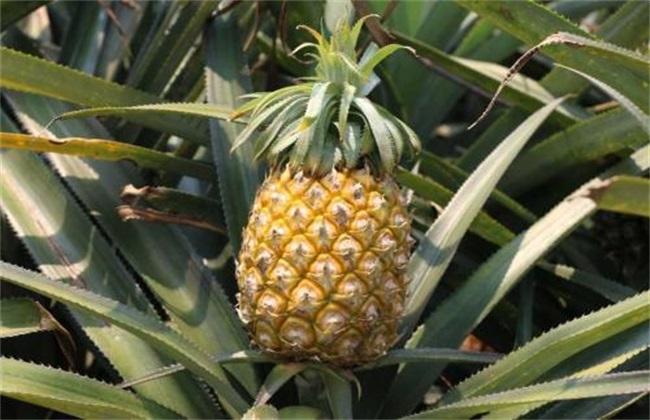 菠萝施肥,番茄浇水的正确方法