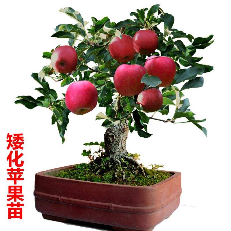 水果种植物,水果的种植方法大全