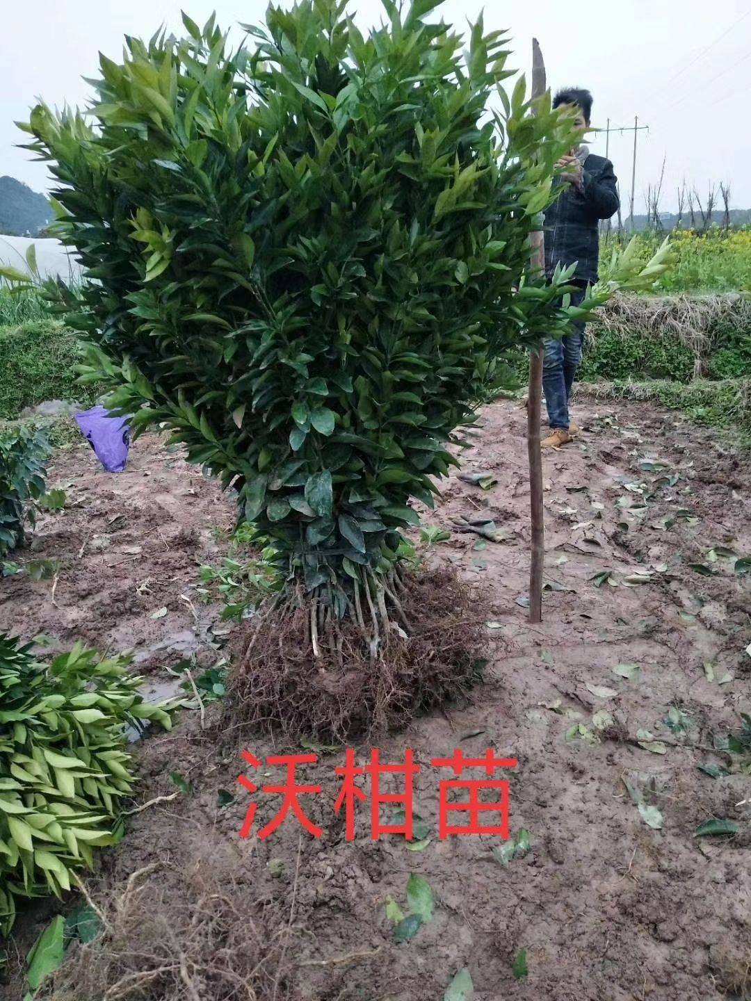 无籽沃柑苗,无籽西瓜栽培技术