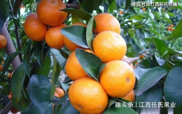 砂糖橘小果好,沙糖桔四毫米有多大