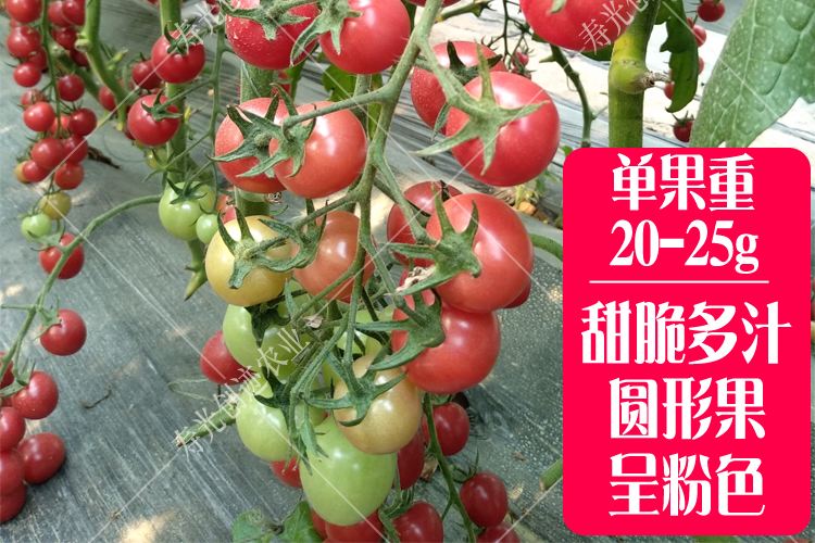 水果西红柿种植技术,西红柿的种植方法视频