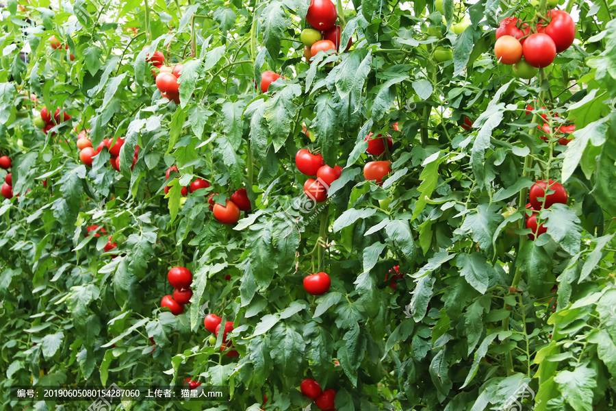 水果蔬菜种植什么赚钱,2020年种什么蔬菜赚钱