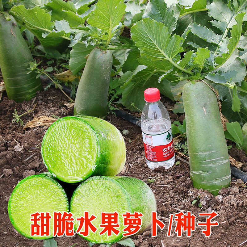 水果种子的种植方法,水果籽自制小盆栽植物