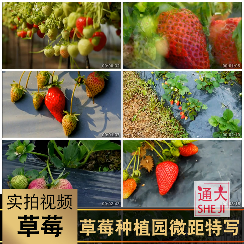 哪些水果适合大棚种植的简单介绍