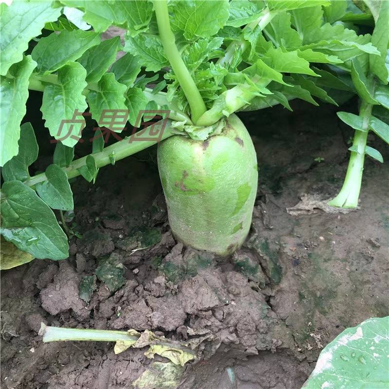 关于水果青萝卜的种植技术的信息
