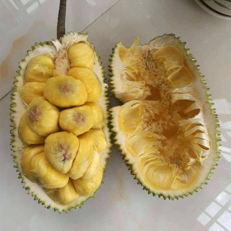 南方各种水果的种类,100种南方水果大全