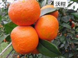 沃柑小制作,沃柑种子怎么种能发芽