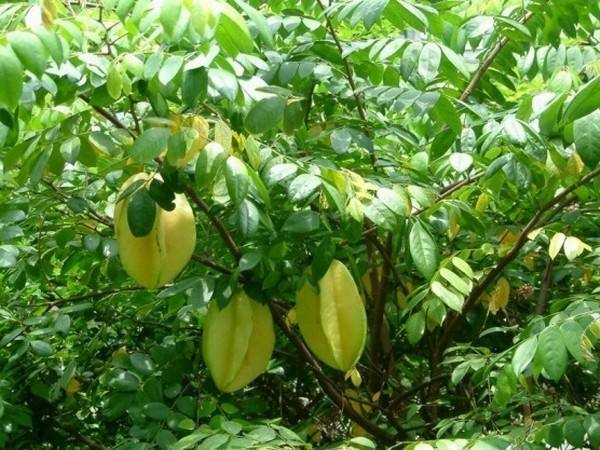 种植什么水果前景好,2021年种玉米预测