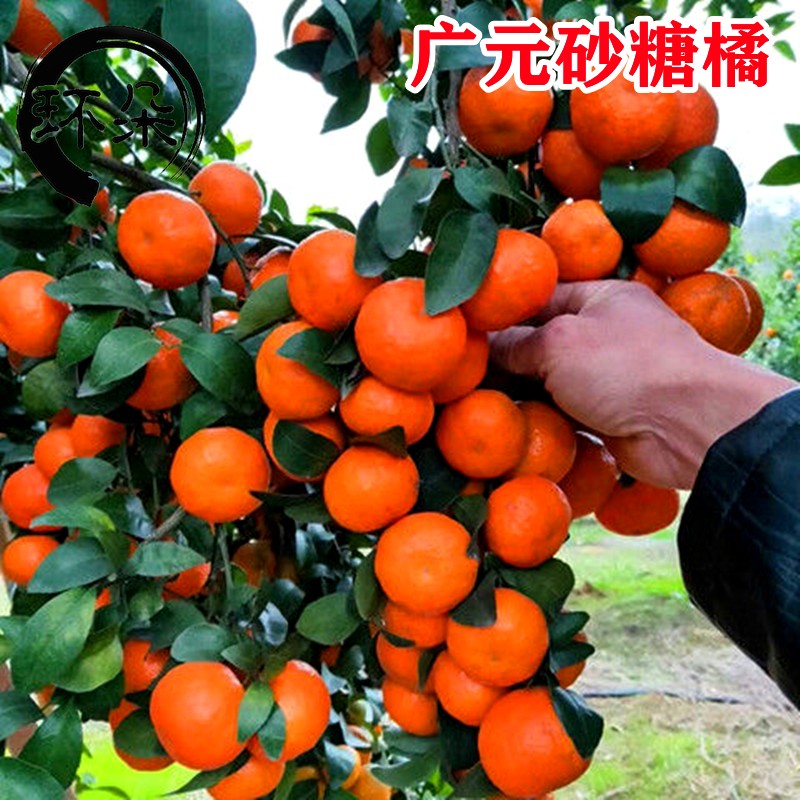 吃砂糖橘牙疼,一吃糖就牙疼怎么回事