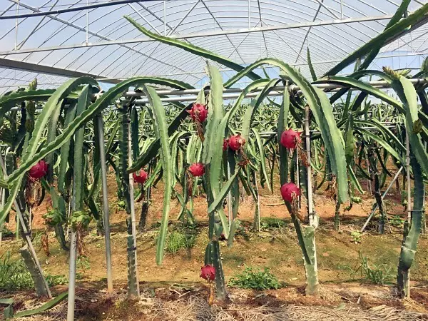 火龙果成本,种植一亩火龙果成本