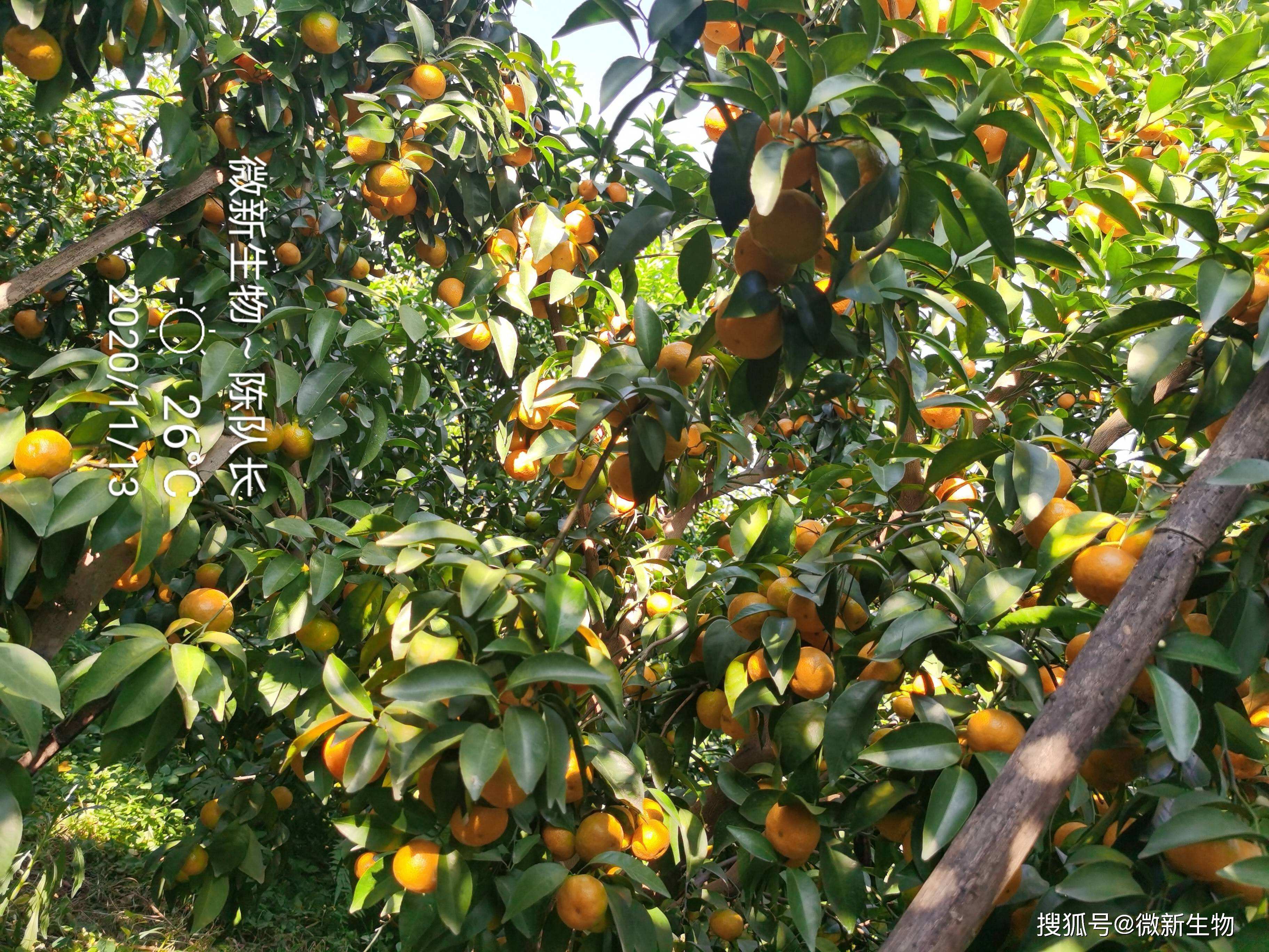砂糖橘促脱贫,多效唑促进花芽分化