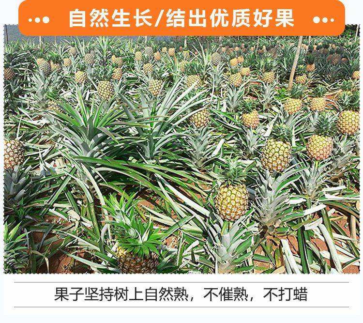 适合在广东种植的热带水果的简单介绍