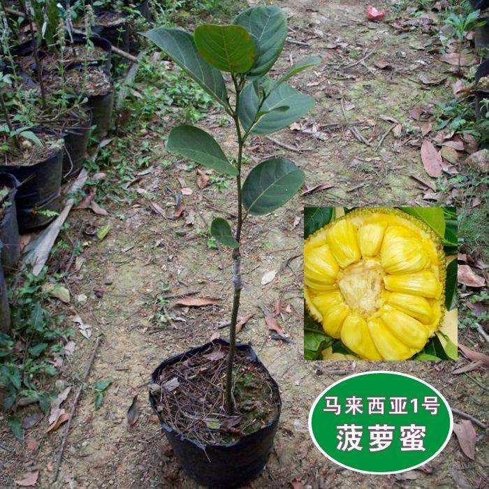 菠萝蜜开花,菠萝蜜树开花结果的时间