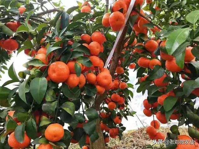 砂糖橘的种植方法,沙糖桔修剪技术视频