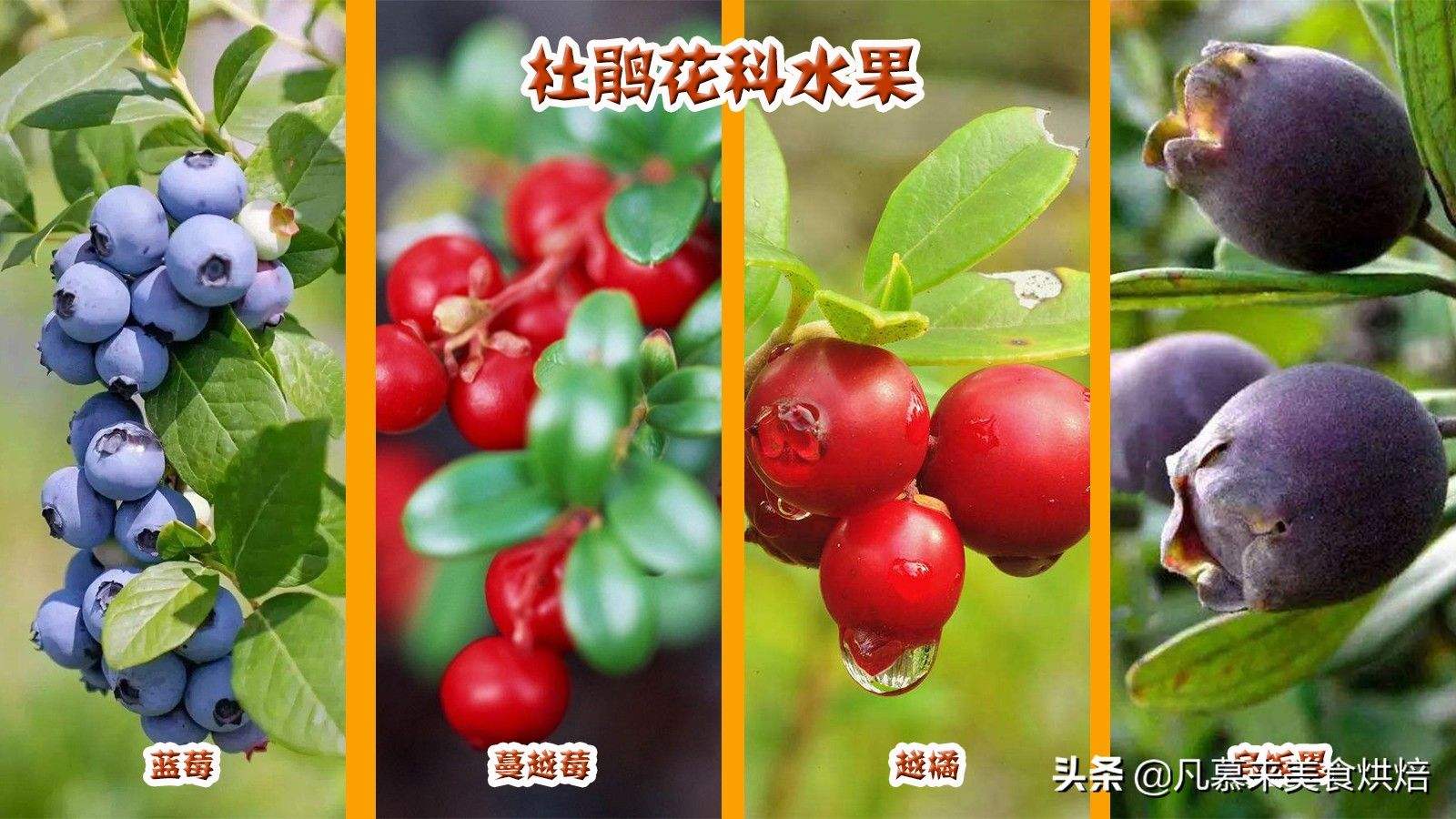 商业水果种类,水果种类大全366百科