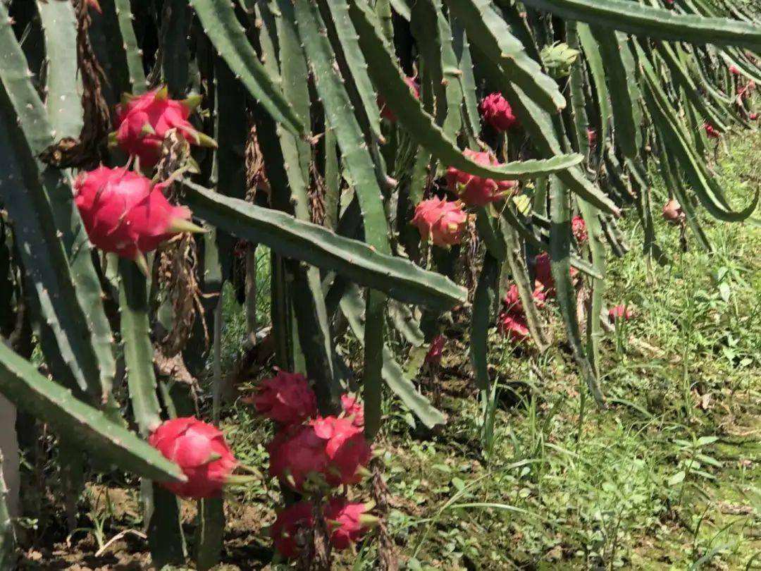 火龙果季节,火龙果季节是什么时候成熟
