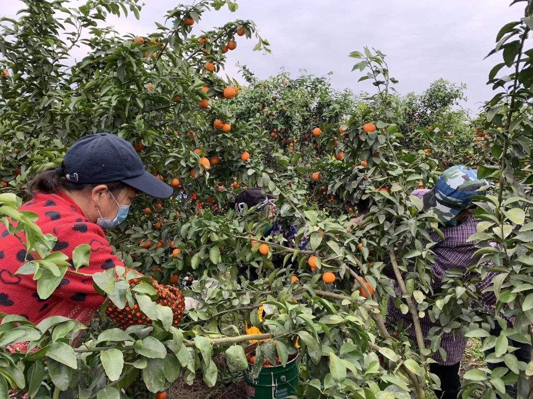关于举办沃柑种植技术培训的信息