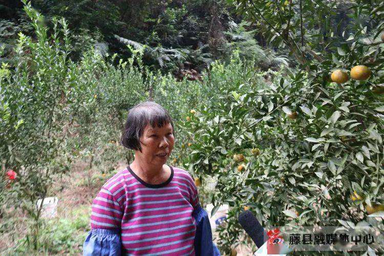 种植水果政府补贴,100亩果园国家补贴多少
