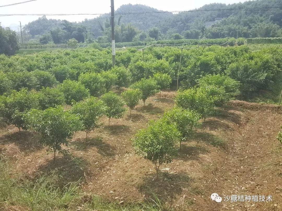 砂糖橘怎么种植,柑橘之友沙糖桔种植密度